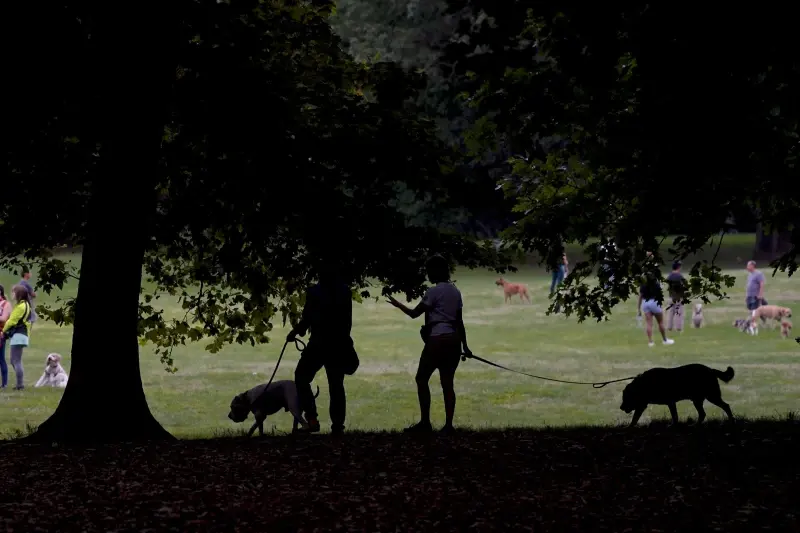 Dog owners and their dogs mingle in the early morning in Prospect Park, Thursday, Aug. 24, 2023, in New York. (AP Photo/Bebeto Matthews)