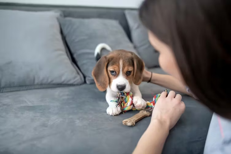 Your dog can read your mind - sort of 1 dog can read your mind 01