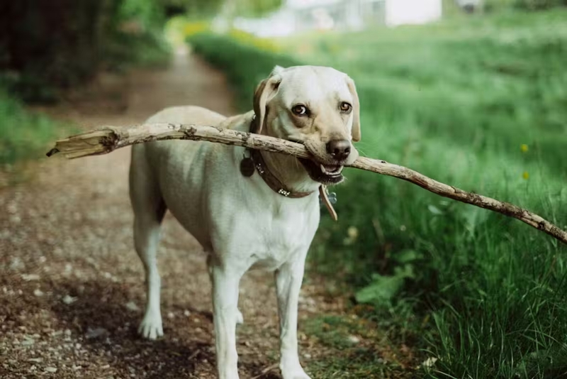 Your dog is not a doomsday prepper, here’s why they hide food and toys 1 dog hide special items
