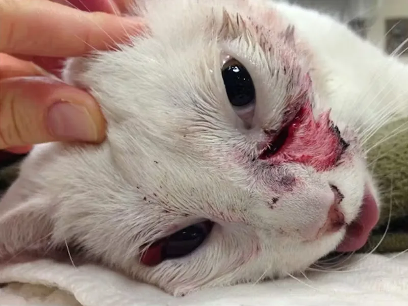 Your cat is likely to live longer if you don’t let them roam – new study 1 bird attacks on a cats cheek