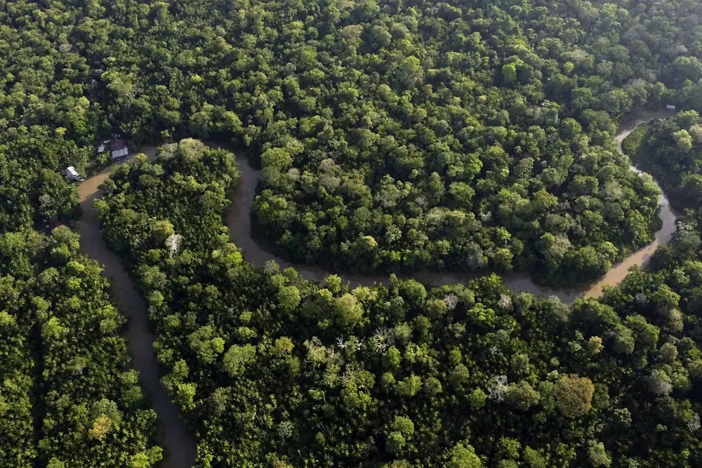 Greater international co‑operation is needed to achieve the UN’s global forest goals 2 Amazon Rainforest