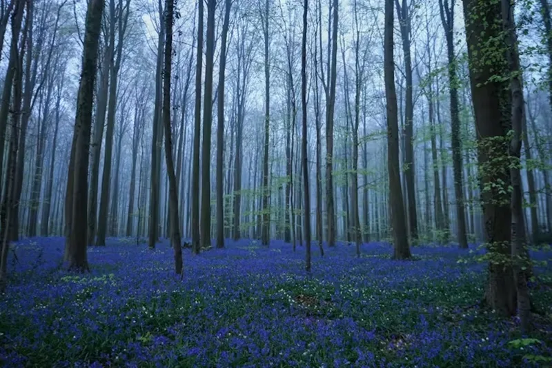Greater international co‑operation is needed to achieve the UN’s global forest goals 1 Bloom in Hallerbos forest