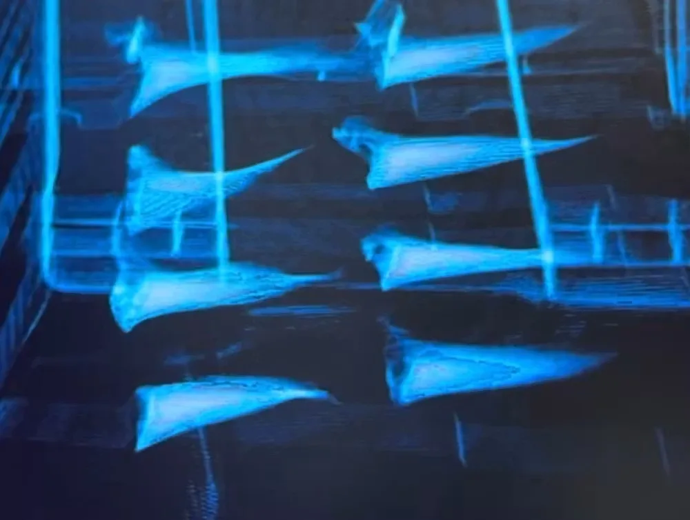 Seahorses and shark fins are illegally trafficked. An AI tool could help stop this crime 1 Shark Fins