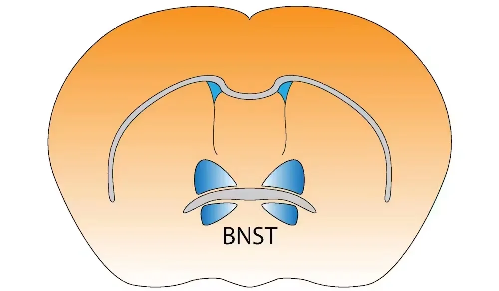 Quitting alcohol changes the brain and can increase the risk of compulsive drinking – new research in mice 1 BNST
