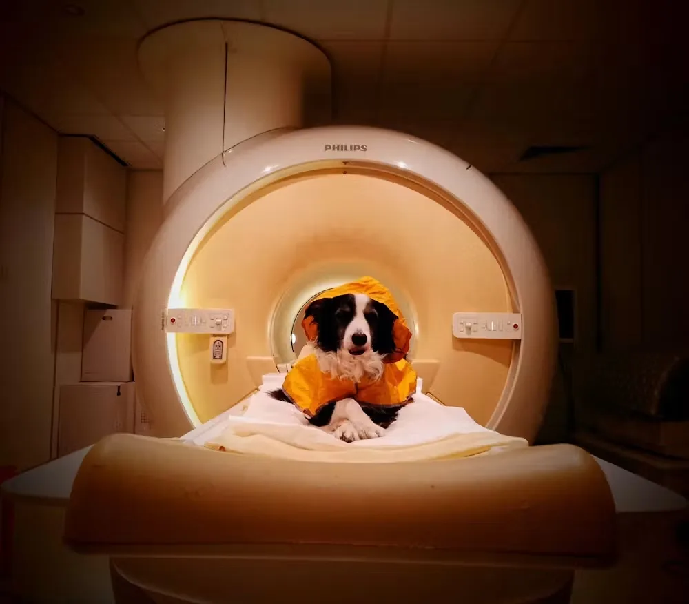 Brain scans provide world‑first evidence dogs can distinguish between human fear and sadness 1 scanning dog brain