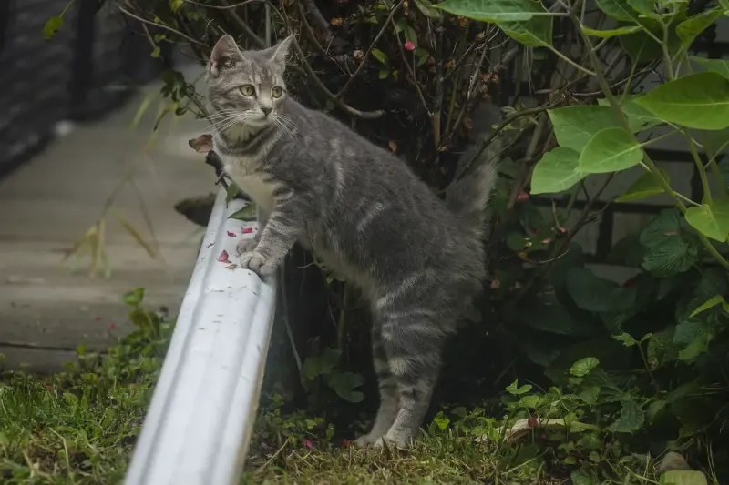 Pets bring joy, but caring for them can be costly 2 A cat lingers outside its home, Friday, Aug. 25, 2023, in New York. (AP Photo/Bebeto Matthews)
