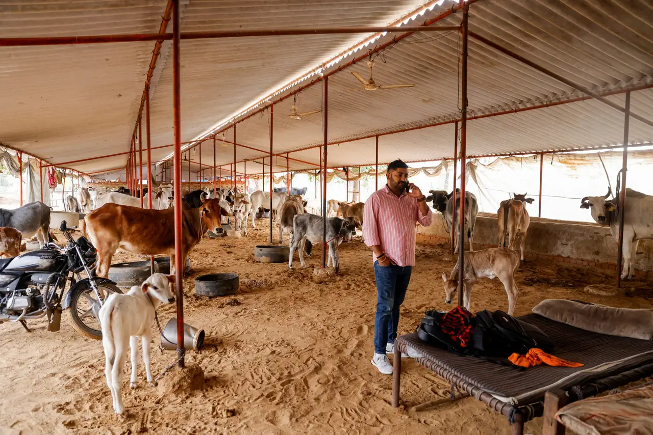 India's far-right cow vigilantes bolster clout before high-stake elections