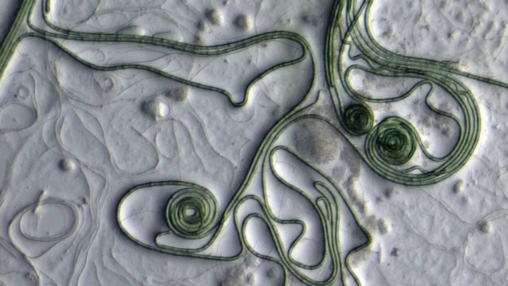 How much life has ever existed on Earth? 1 file 20231221 21 1tcat1