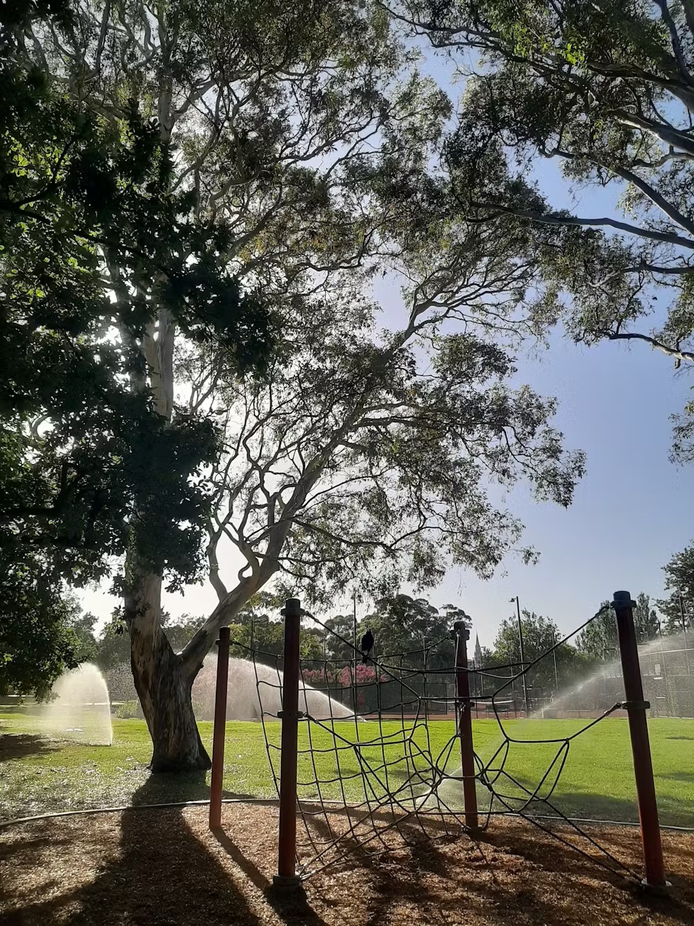 How to make your backyard safer and cooler next summer? 2 Watering grass can cool your backyard