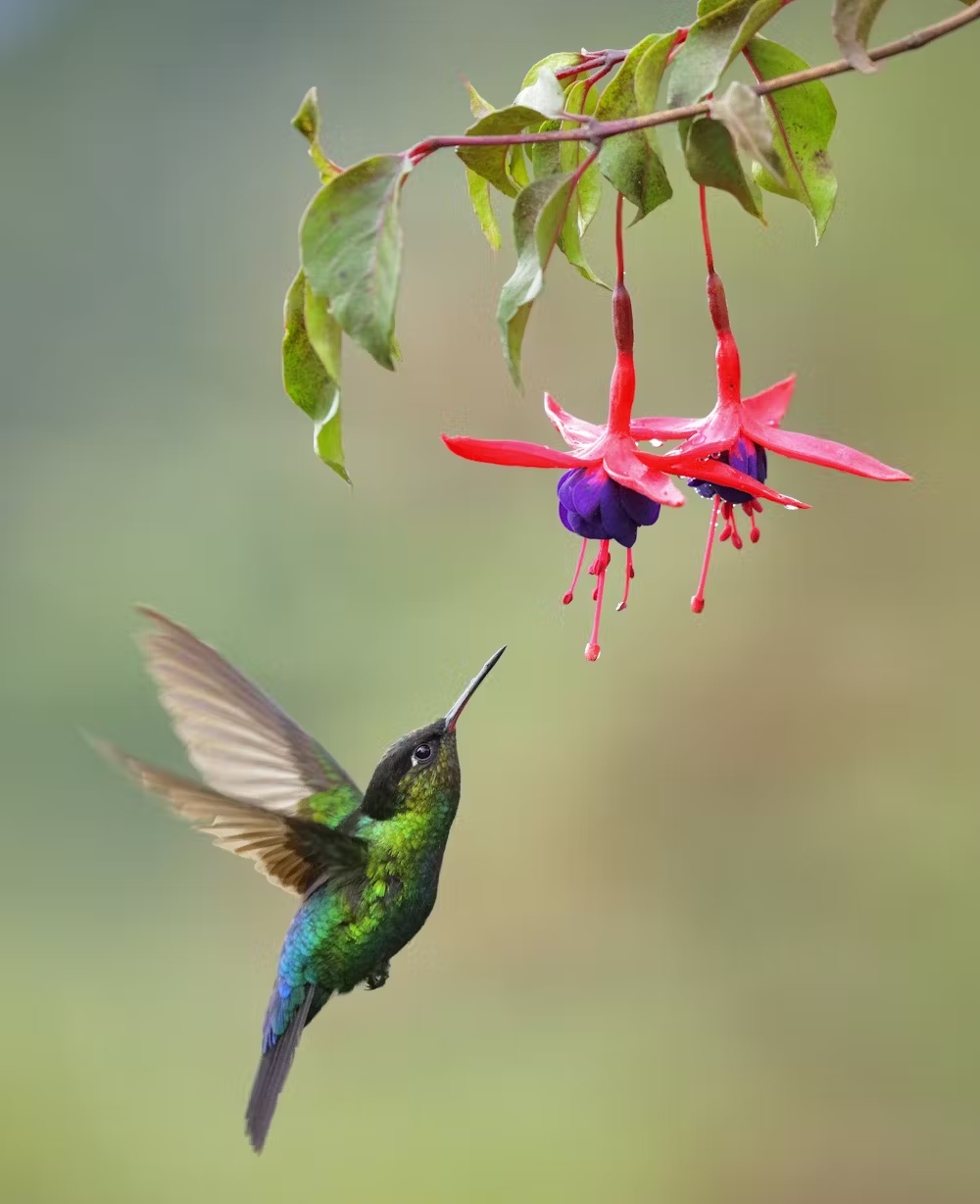 Hard work feels worth it, but only after it’s done – new research on how people value effort 1 hummingbird works