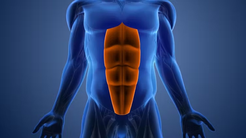 What’s the difference between abs and core? One term focuses on aesthetics – and the other on function 1 long muscle