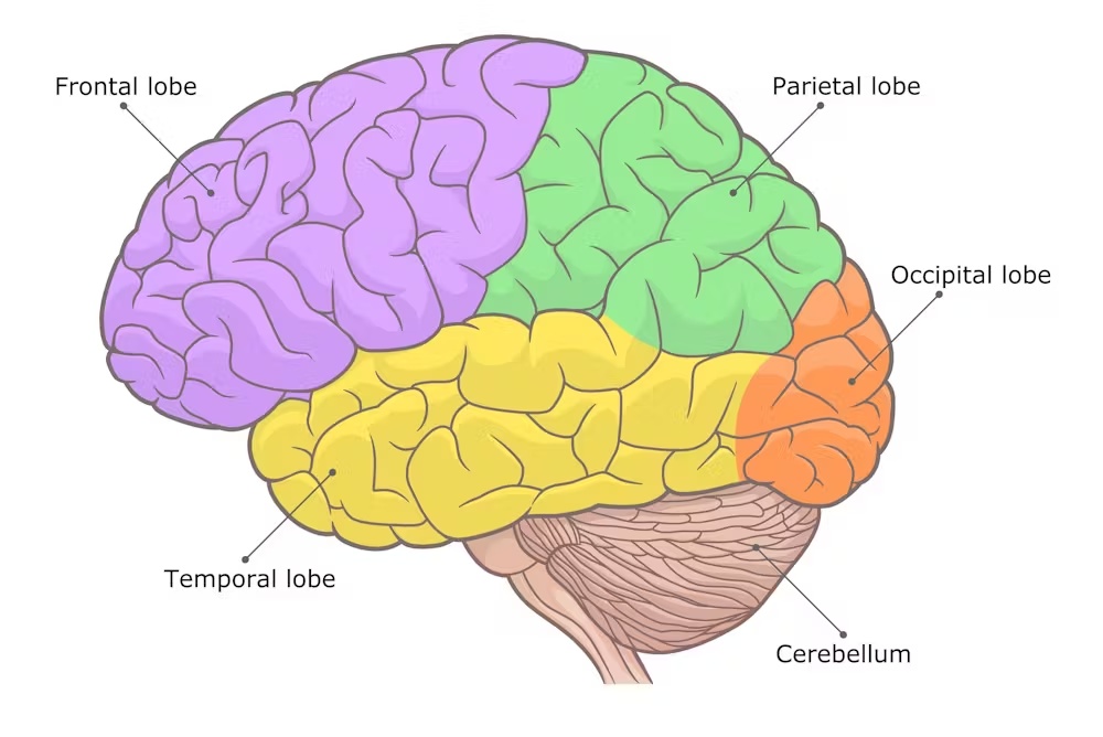How does consciousness work? Duelling scientists tested two big theories but found no winner 1 posterior