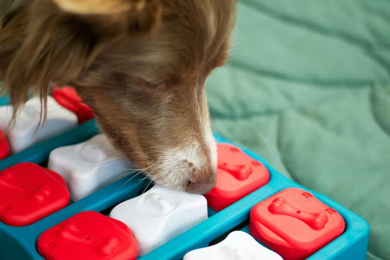 Your dog is not a doomsday prepper, here’s why they hide food and toys 2 dog engaged