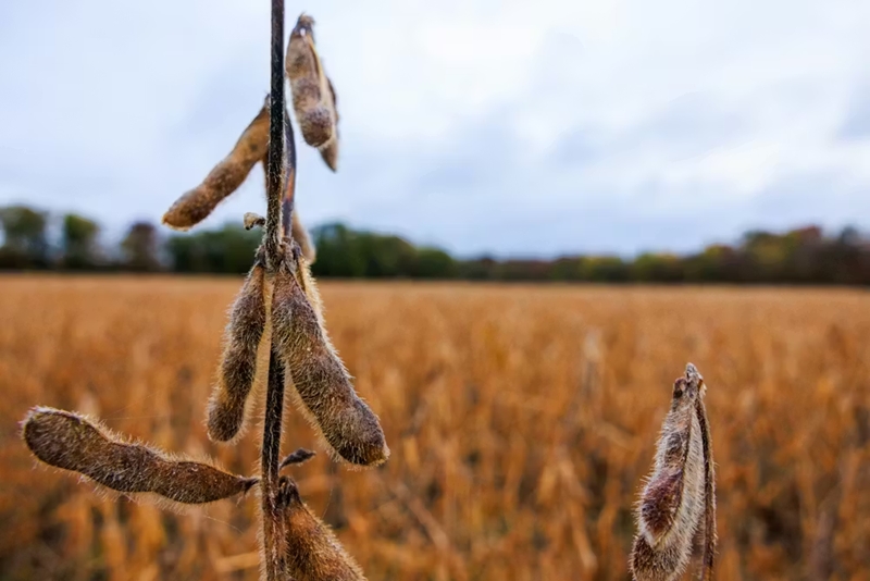 As US hunger rises, Trump administration’s ‘efficiency’ goals cause massive food waste 3 soybeans sit