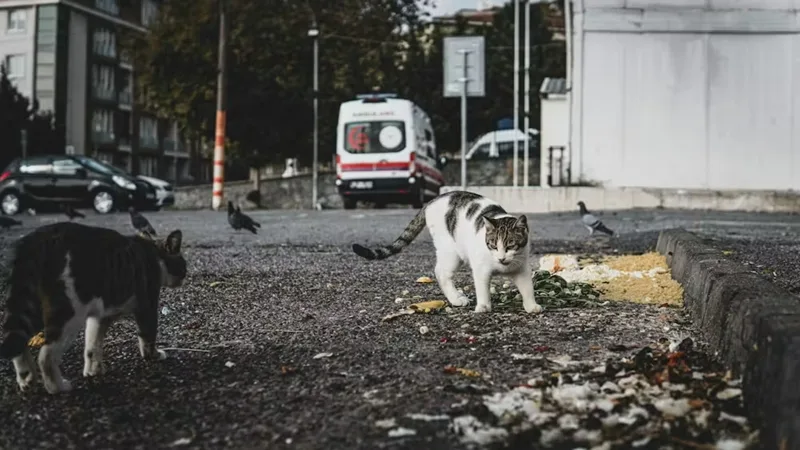 Your cat is likely to live longer if you don’t let them roam – new study 3 Stray Cats Walking on the Street