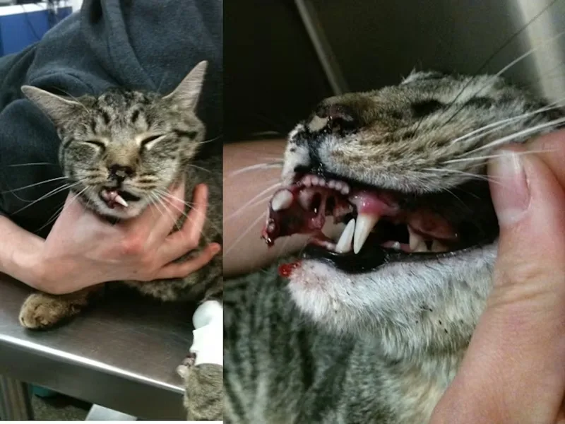 Your cat is likely to live longer if you don’t let them roam – new study 2 jaw and dental injuries of cat